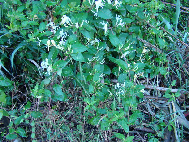 Lonicera japonica Thunb.